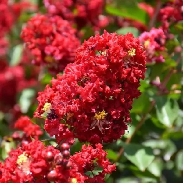 Colorama Scarlet Red Crape Myrtle