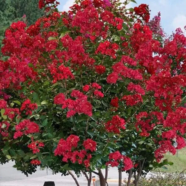 Colorama Scarlet Red Crape Myrtle