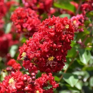 Colorama Scarlet Red Crape Myrtle