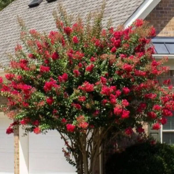 Colorama Scarlet Red Crape Myrtle