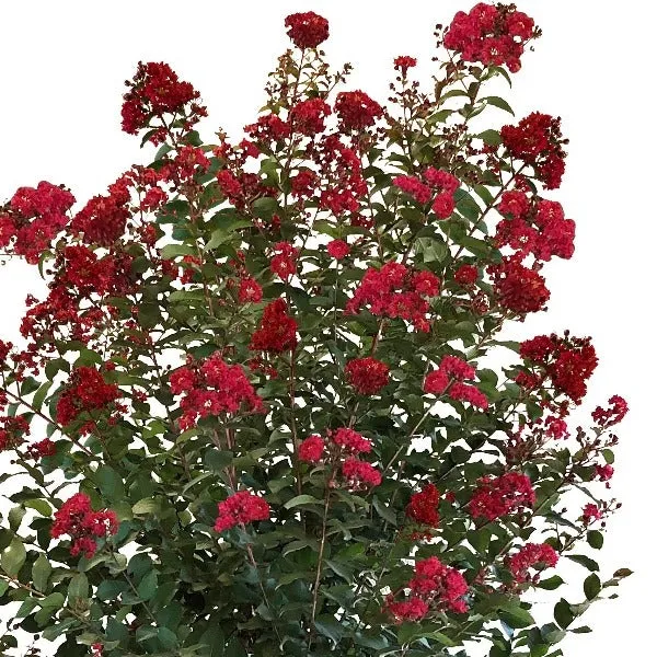 Colorama Scarlet Red Crape Myrtle